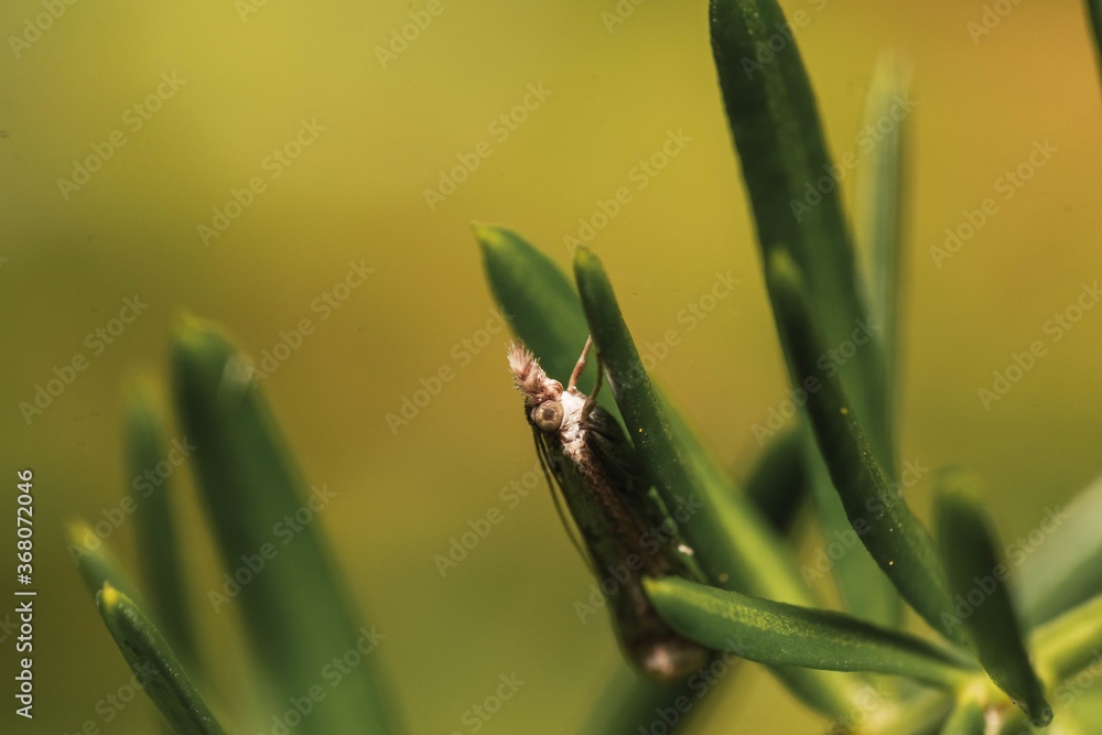 Poster macro shot of a small moth on a leaf isolated on a blurred background