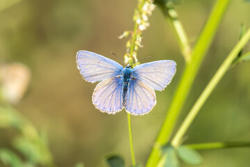 Lycaenidae / Çokgözlü Mavi / / Polyommatus icarus
