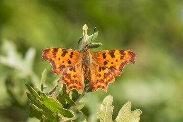 Nymphalidae / Yırtık Pırtık / / Polygonia c-album