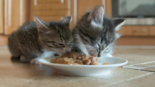Two kittens eat mousse wet cat food from a dish on kitchen floor. Four weeks old cats chare a meal.
