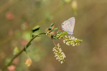 Lycaenidae / Lampides / / Lampides boeticus