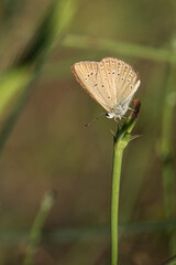 Lycaenidae / Anormal Çokgözlü / Anomalous Blue / Polyommatus admetus