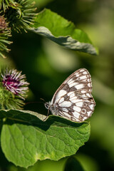 Satyridae / Orman Melikesi / / Melanargia galathea