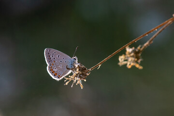 Lycaenidae / Çokgözlü Mavi / / Polyommatus icarus