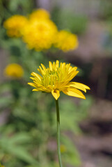 Cutleaf (Rudbeckia laciniata) in garden, Central Russia