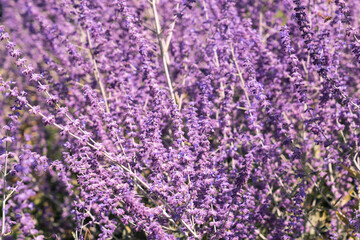 Purple Lavender Flowers Blooming on Summertime