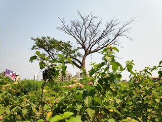 Fototapeta na wymiar green apple tree