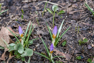 Spring Crocus (Crocus vernus) in garden