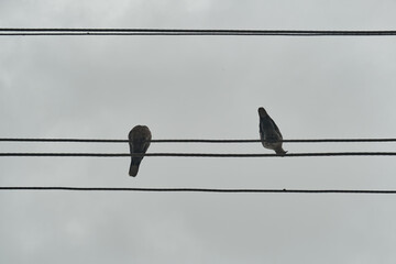 Birds on electrical wires under a cloudy, closed sky