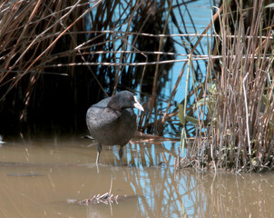 great crested grebe