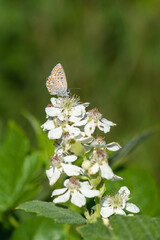 white butterfly on a flower
