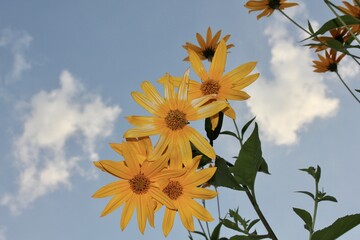 Beautiful sunny yellow flowers like sunflower and chamomile against a blue sky