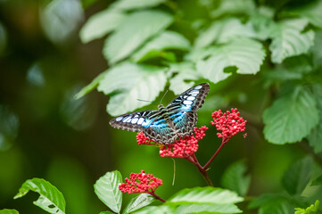 Clipper on red flower and green back ground