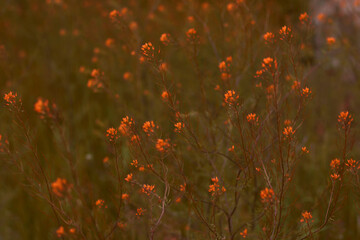 The saturated orange small flowers were shot close-up among faded green meadow. The color inversion...