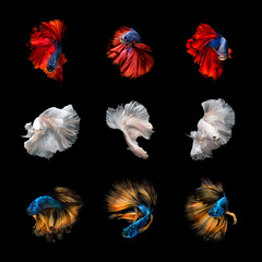 Beautiful Colourful Betta fish or Siamese fighting fish art collection in varies movement on black background.