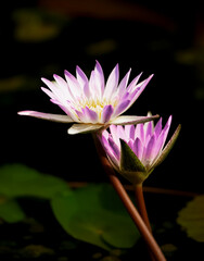 Double lotus in Dark backgrounders