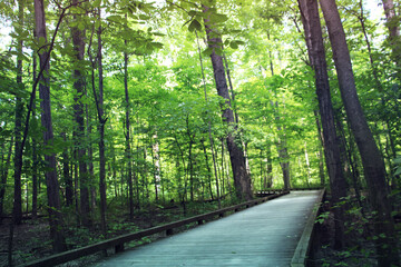 Obraz premium path in the woods