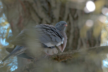pigeon in the crown of a tree