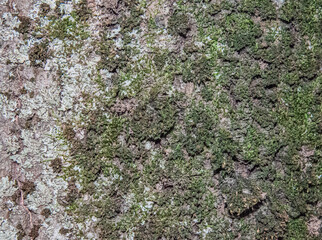 bark of tree