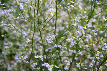 Close up background of small white flowers in a field.