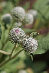 Woolly Burdock (Arctium tomentosum) in meadow, Central Russia