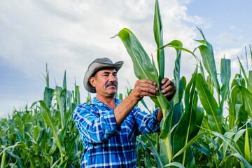 Senior farmer examining and doing the quality control on the corn farm