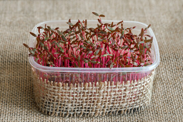 Microgreen of red amaranth in a container on a background of burlap