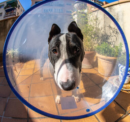 Hazelnut Bull Terrier black and white, in different postures