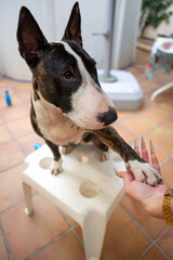 Hazelnut Bull Terrier black and white, in different postures