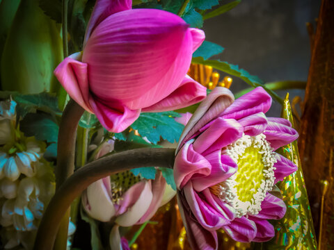 Fotografía macro de flor de loto en templos de Angkor en Camboya.
