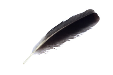 Dark feather on white isolated background
