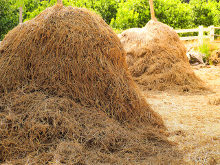 Haystack, a bale of hay group. Agriculture farm and farming symbol of harvest time with dry grass (hay),  hay pile as a mountain of dried grass hay straw.