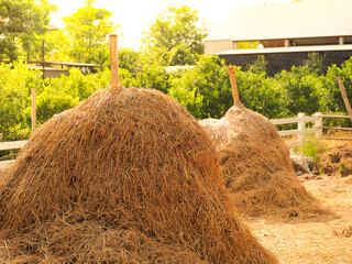 Hay straw, a bale of hay group. Agriculture farm and farming symbol of harvest time with dry grass (hay),  hay pile as a mountain of dried grass haystack.