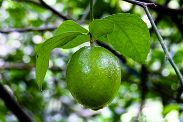 Citron vert dans arbre
