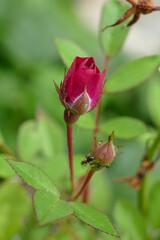 red rose bud