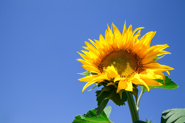 sunflowers against the blue sky. summer flowers.