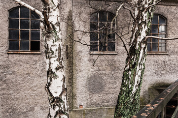 Birch trees in front of abandoned building with windows