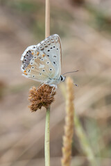  &Ccedil;okg&ouml;zl&uuml; Anadolu &Ccedil;illisi &raquo; Polyommatus ossmar &raquo; Anatolian Chalk-hill Blue