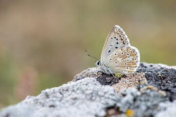  Çokgözlü Anadolu Çillisi » Polyommatus ossmar » Anatolian Chalk-hill Blue