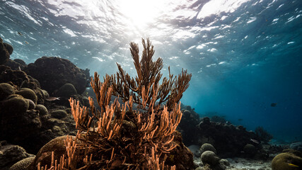 Plakat Seascape in shallow water of coral reef in Caribbean Sea / Curacao with fish, coral, sponge and view to surface and sunbeams