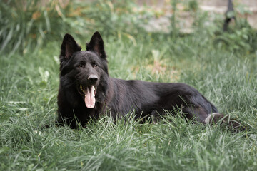 Black Dog Shepherd Close-up summer