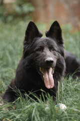Black Dog Shepherd Close-up summer