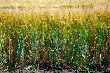 Rye field. Agriculture. Harvest.
