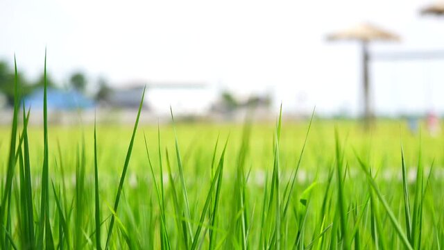 green grass on a sky background