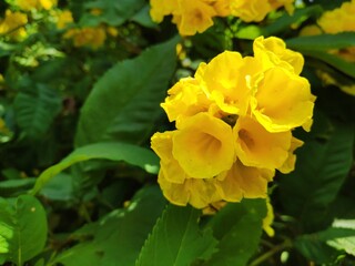 yellow flower in the garden