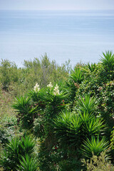 Dense green vegetation on a coastal hill with trees and tropical plants with white flowers and the pacific ocean in the background