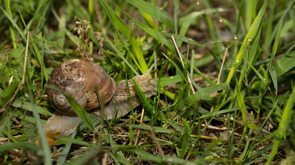 Grape snail early morning