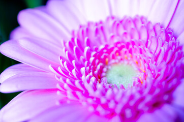 Pink gerbera flower with tiny petals in close up.