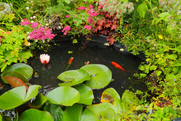 Red fish koi in a small garden pond