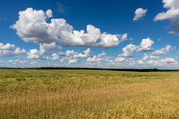 wheat field under blue sky